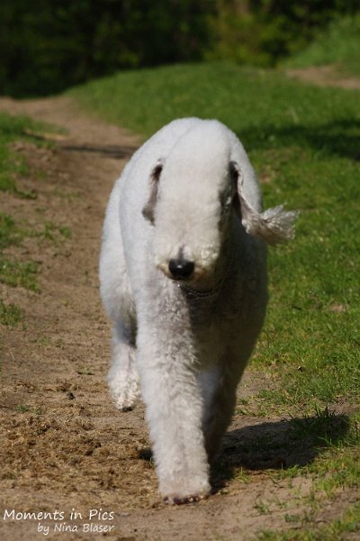 2010-05-18 Airis Blue Volshebny Svet (2).JPG